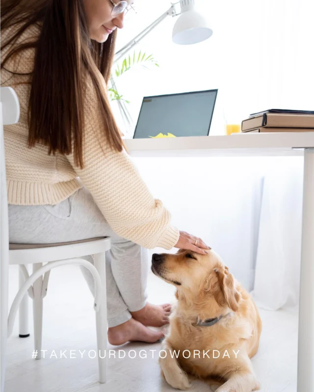 🐾 💼 Bürohund = Nervensystem im Chill-Modus 🐶🧘‍♀️ 
Er braucht keine Worte, spürt die Stimmung ganz intuitiv, mag dich einfach so wie du bist und bringt ganz nebenbei das Nervensystem in Balance. Therapie auf vier Pfoten – mitten im Arbeitsalltag. 🐶💼

Nimmst du deinen Vierbeiner manchmal mit zur Arbeit? 🤩
Lass uns deinen Kommentar da 🌸✍🙏

#takeyourdogtoworkday #bürohund #hundeliebe  #hundeaufinstagram  #pausefürdieseele #burnoutprävention #meinnervensystemliebthunde #burnoutprävention #SabinaKillianSchmid #slowyourmind #BurnoutCoaching #BurnoutPraxis #BurnoutVorsorge #Wien
